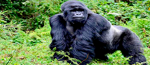 Drc & Rwanda Drc & Rwanda