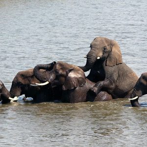 10 Day South Africa & Zimbabwe City and Safari Tours