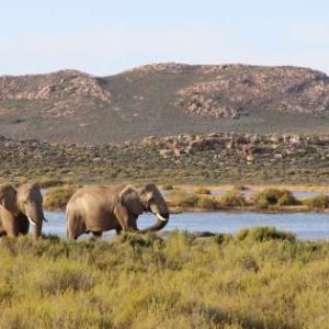 Cape Town 3-Days Attraction Tours: Aquila Safari & Cape Peninsula & Wine Tasting