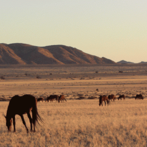 10 Days Best African Adventure Namibia tour