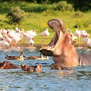 (16 Days) Zimbabwe and Botswana Safari Explorer