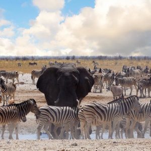 30 Day Serengeti to Cape Town Overland Adventure